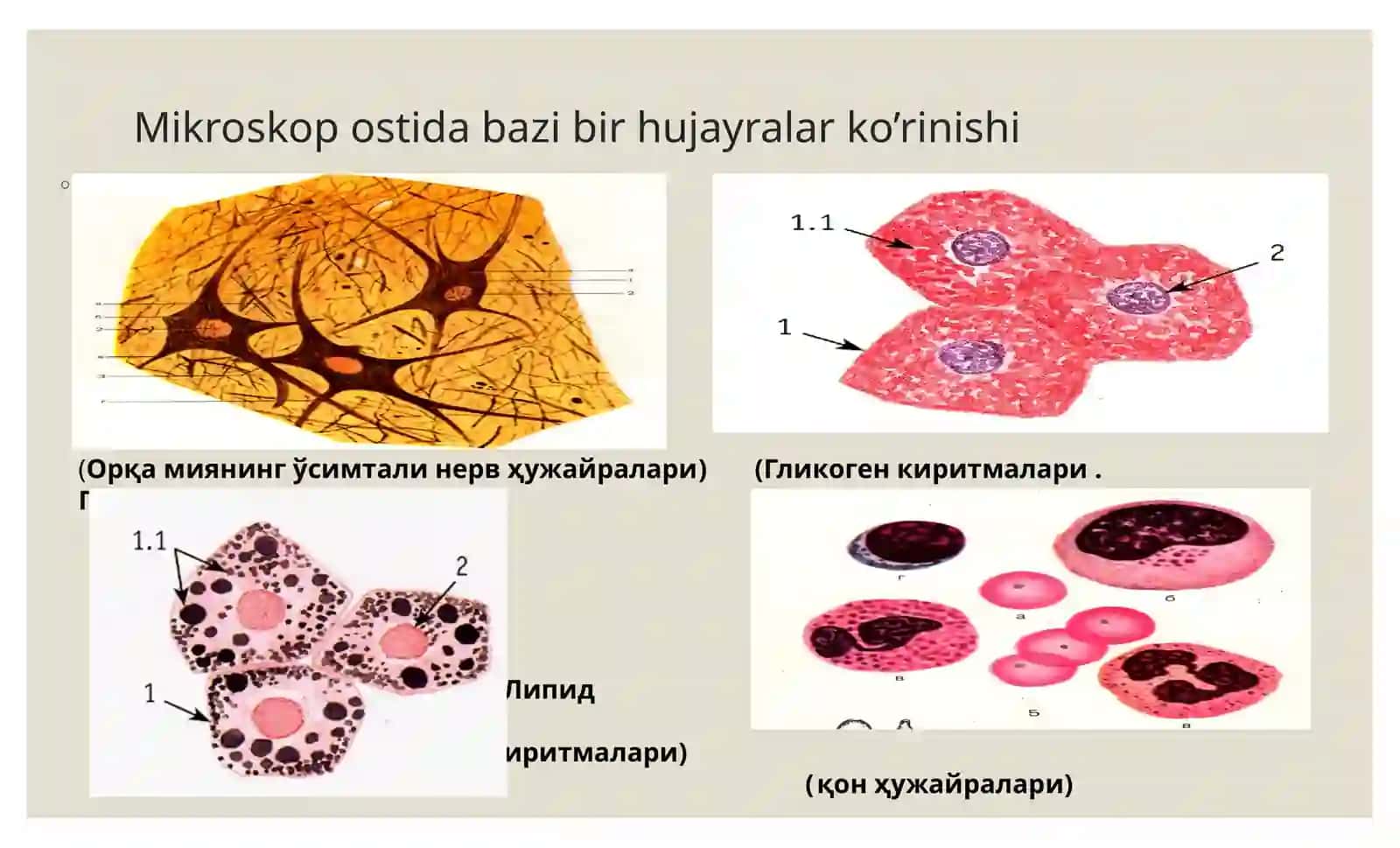 Sitologiya hujayra organoidlari. Kiritma. Yadro. Hujayra sikli 2