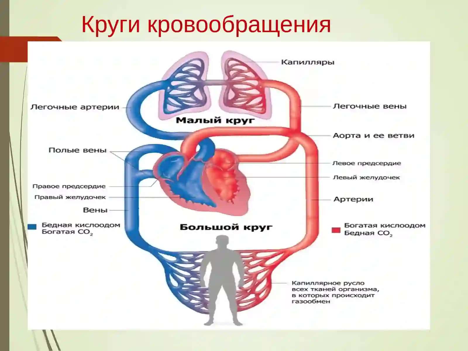 СЕРДЕЧНО-СОСУДИСТАЯ СИСТЕМА 2