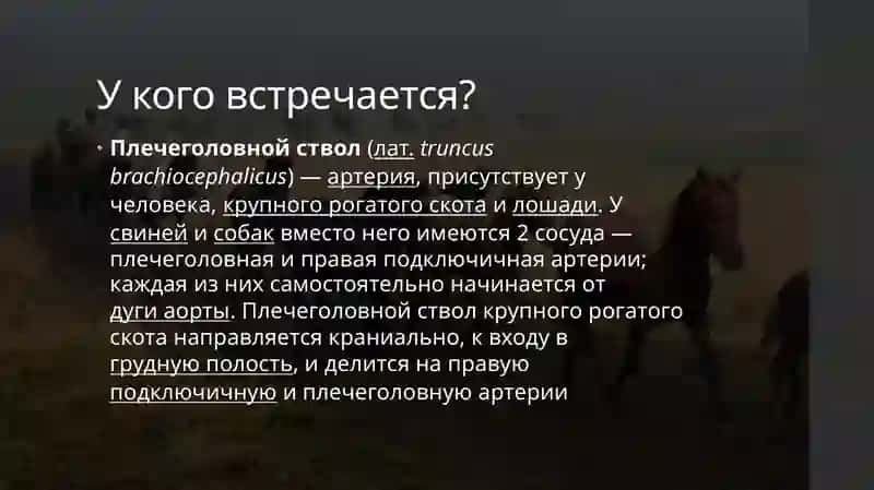 Плечевой ствол  внутренняя наружная подвздошная артерия 2