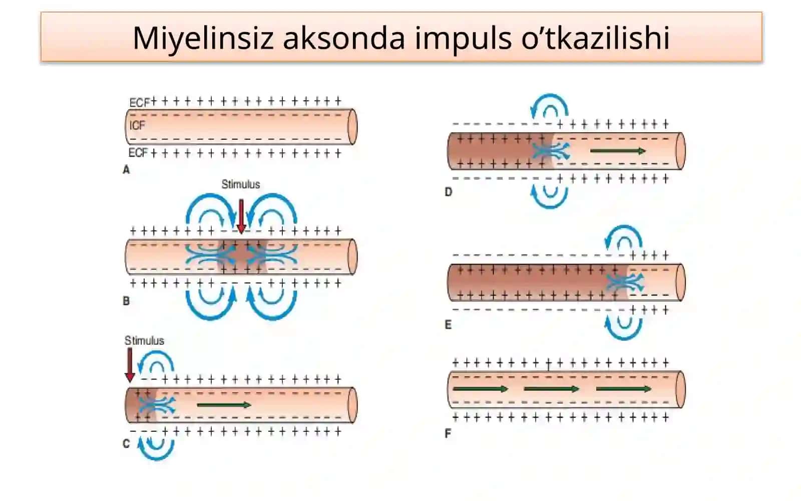 Fiziologiya 2