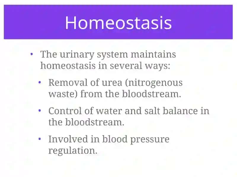 Urinary System 2