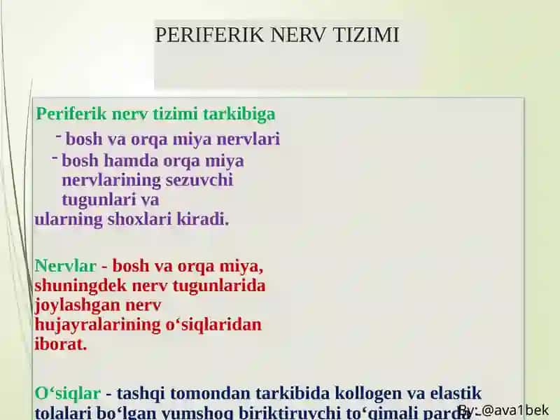 PERIFERIK NERV TIZIMI Anatomiyasi 2