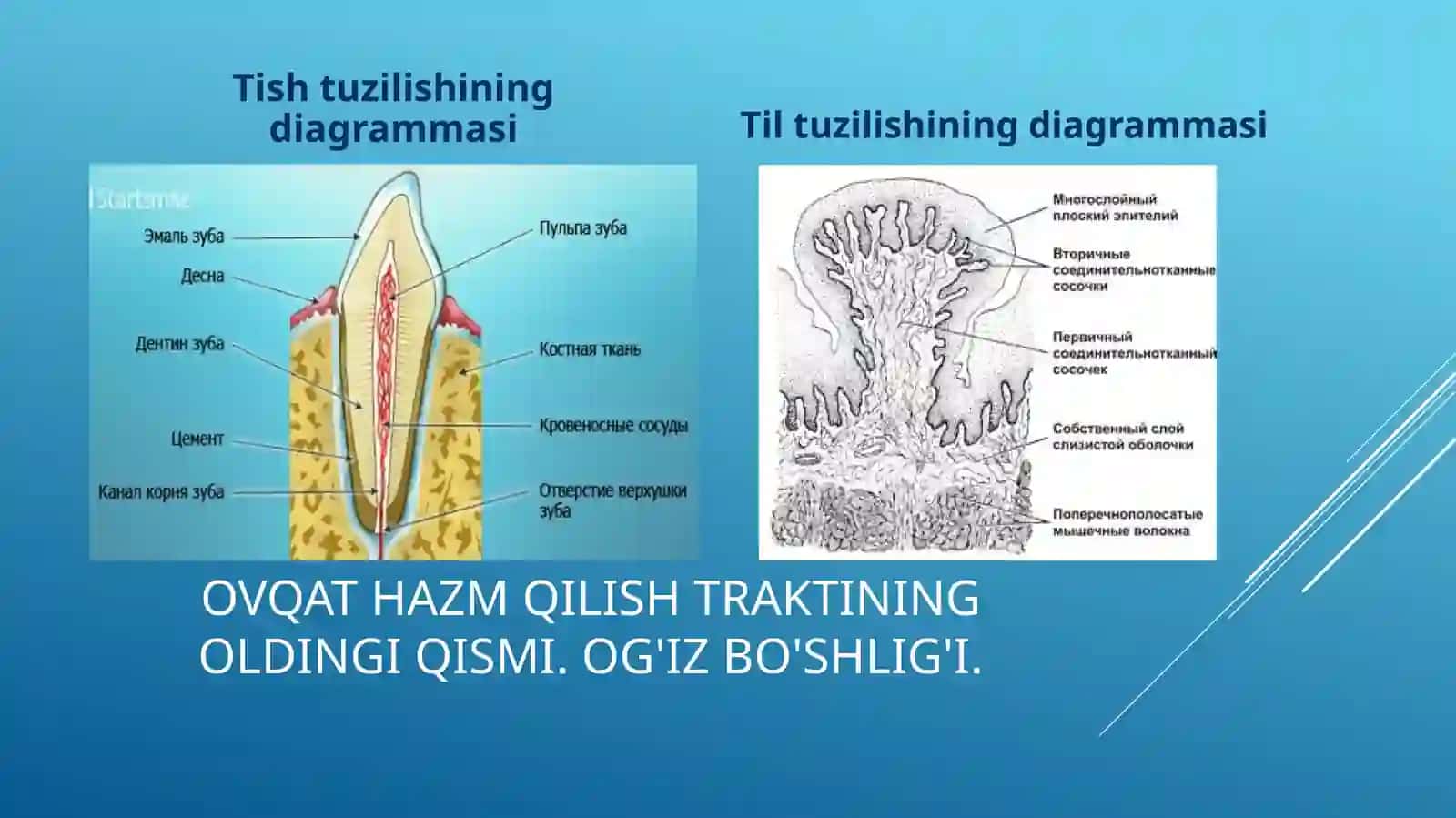 Tishning qattiq to'qimalari. Tuzilishi va funktsiyalari 2