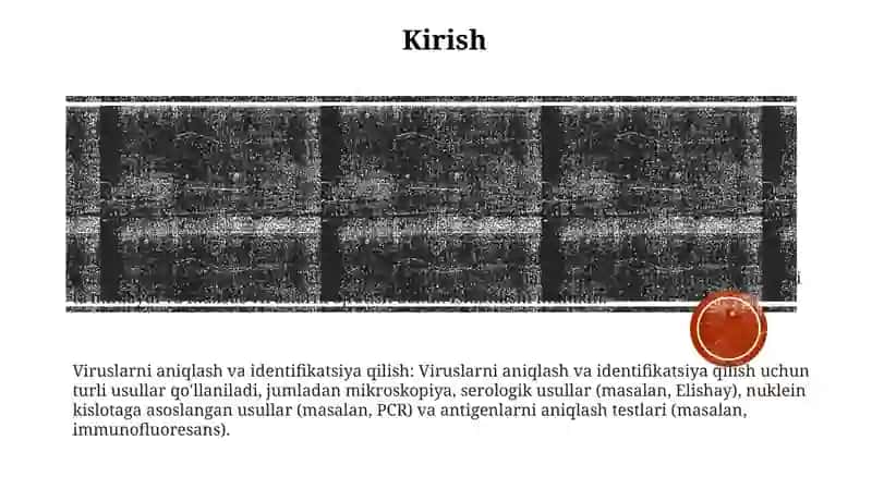 Viruslarni Ajratib Olishda Qo'Llaniluvchi Hujayra Kulturalari, Olinish Prisiplari, Qo'Llanishi. Viruslarni Indikasiya Va Identifikasiya Qilish Usullari 2