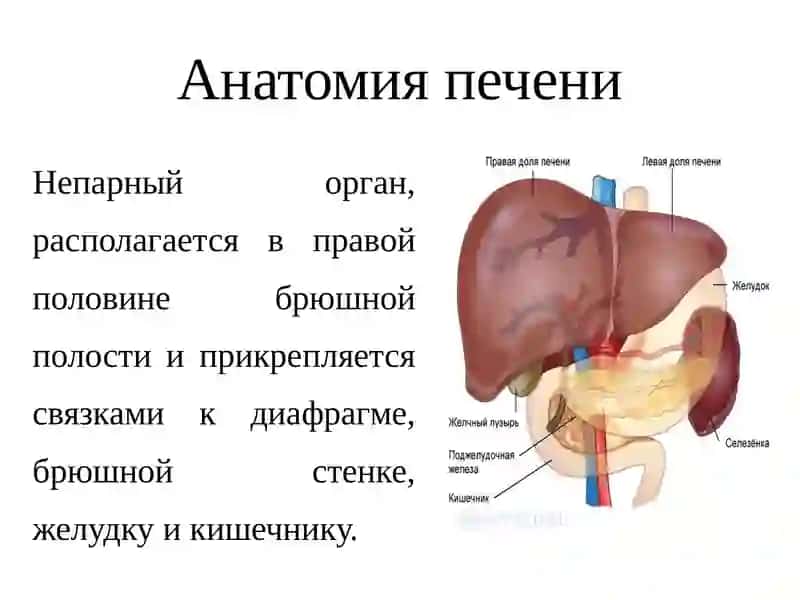 Лучевая диагностика печени, поджелудочной железы, желчного пузыря 2
