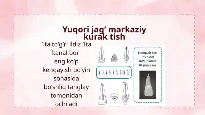 Tish boʻshligʻi topografik anatomiyasini oʻziga xos xususiyatlari 2