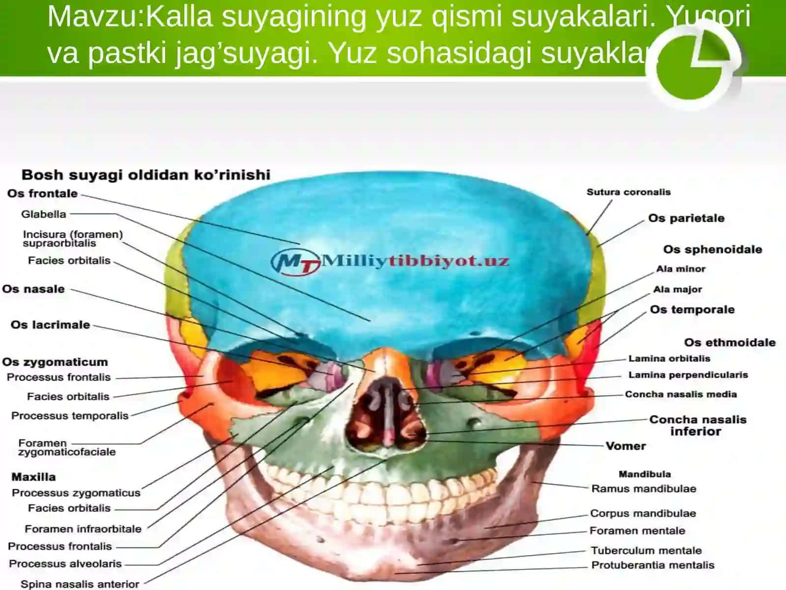 Kalla suyagining yuz qismi suyakalari. Yuqori va pastki jag’suyagi. Yuz sohasidagi suyaklar 2