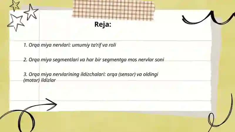 Orqa miya nervlari, ularning oʻrni 2