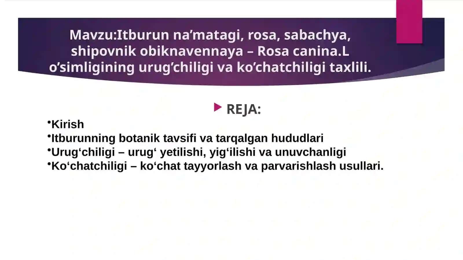 Itburunna’matagi, rosa, sabachya, shipovnik obiknavennaya– Rosa canina.L 2