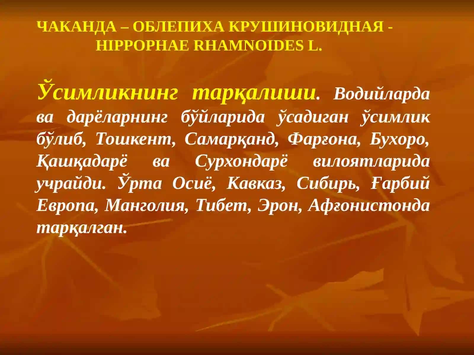 ЧАКАНДА – ОБЛЕПИХА КРУШИНОВИДНАЯ - HIPPOPHAE RHAMNOIDES L 2