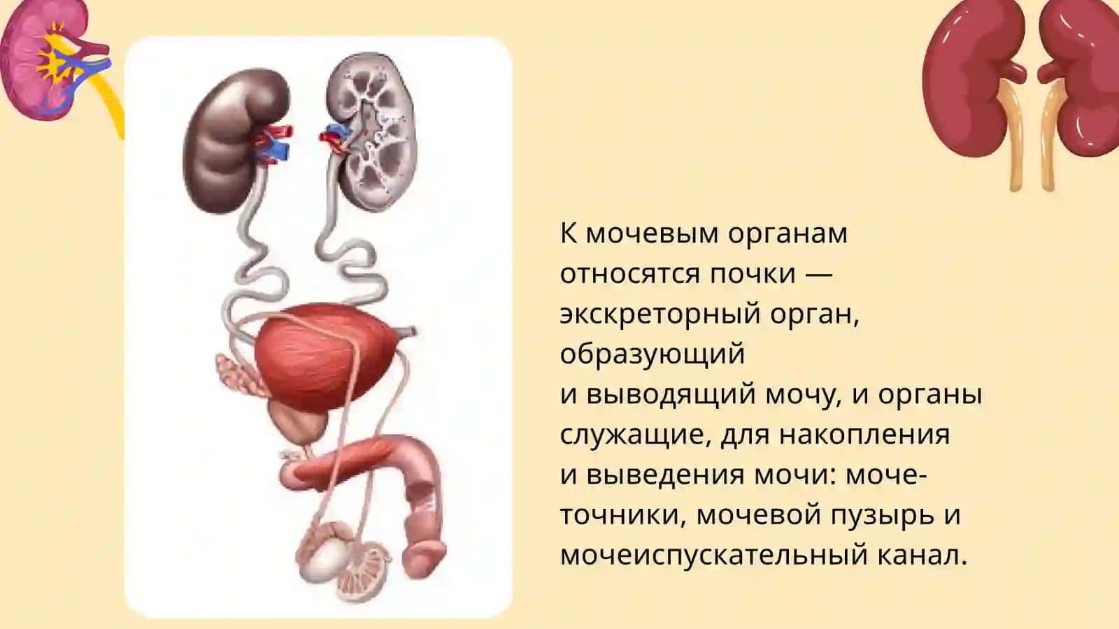 Почки. Мочеточники, мочевой пузырь, мочеиспускательный канал ихвозрастные изменения 2