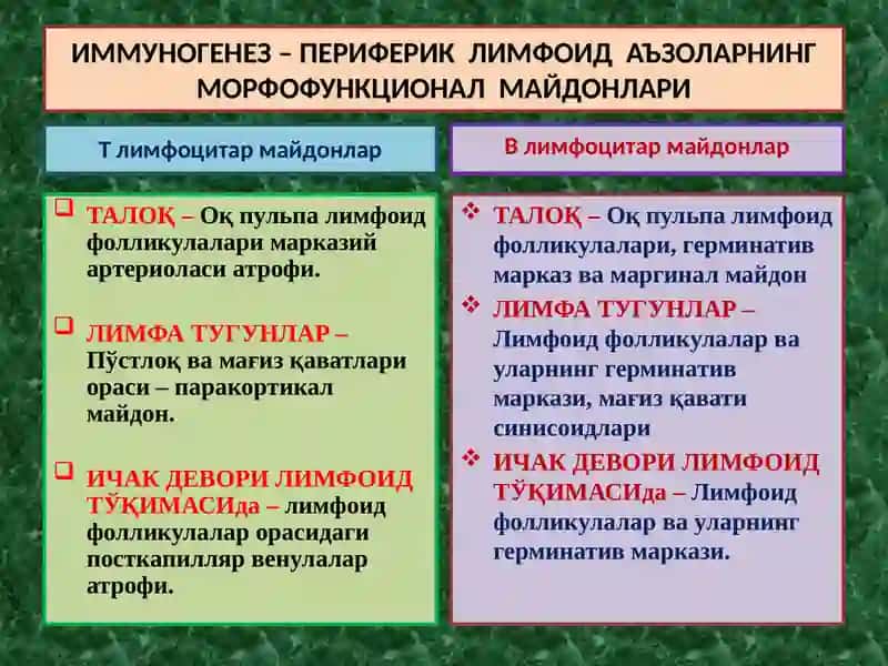 ИММУНОГЕНЕЗНИНГ СХЕМАТИК ТАСВИРИ 2