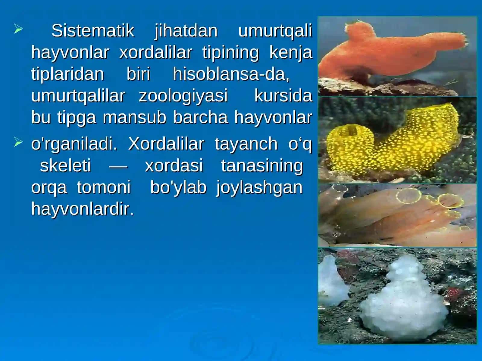 Xordalilar tipi 2