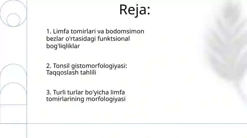 Hayvonlarda limfa tomirlari, bodomsimon bezlar gistomorfologiyasi 2