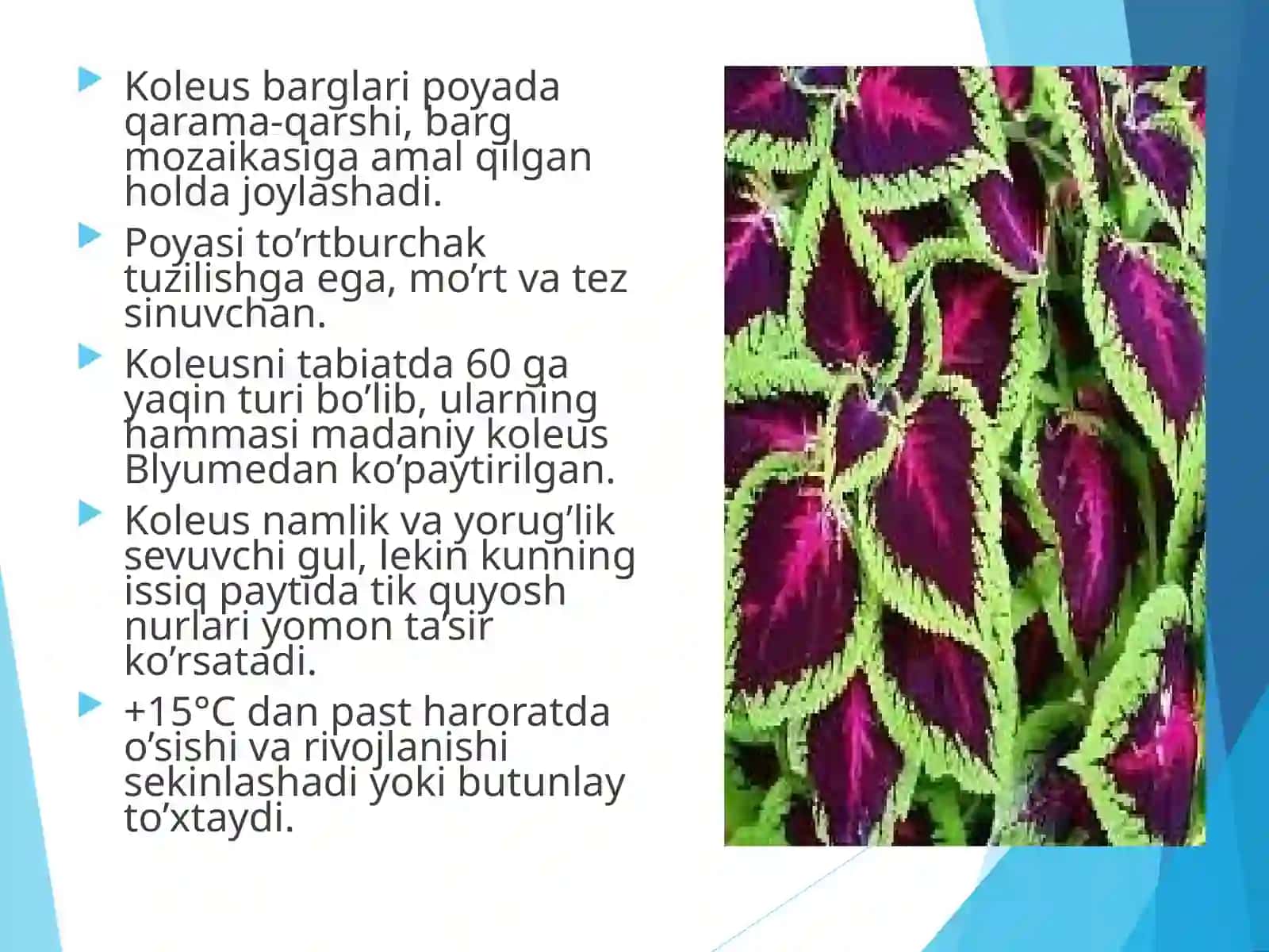 Koleusni qalamchasi va urug’idan ko’paytirish usullari 2