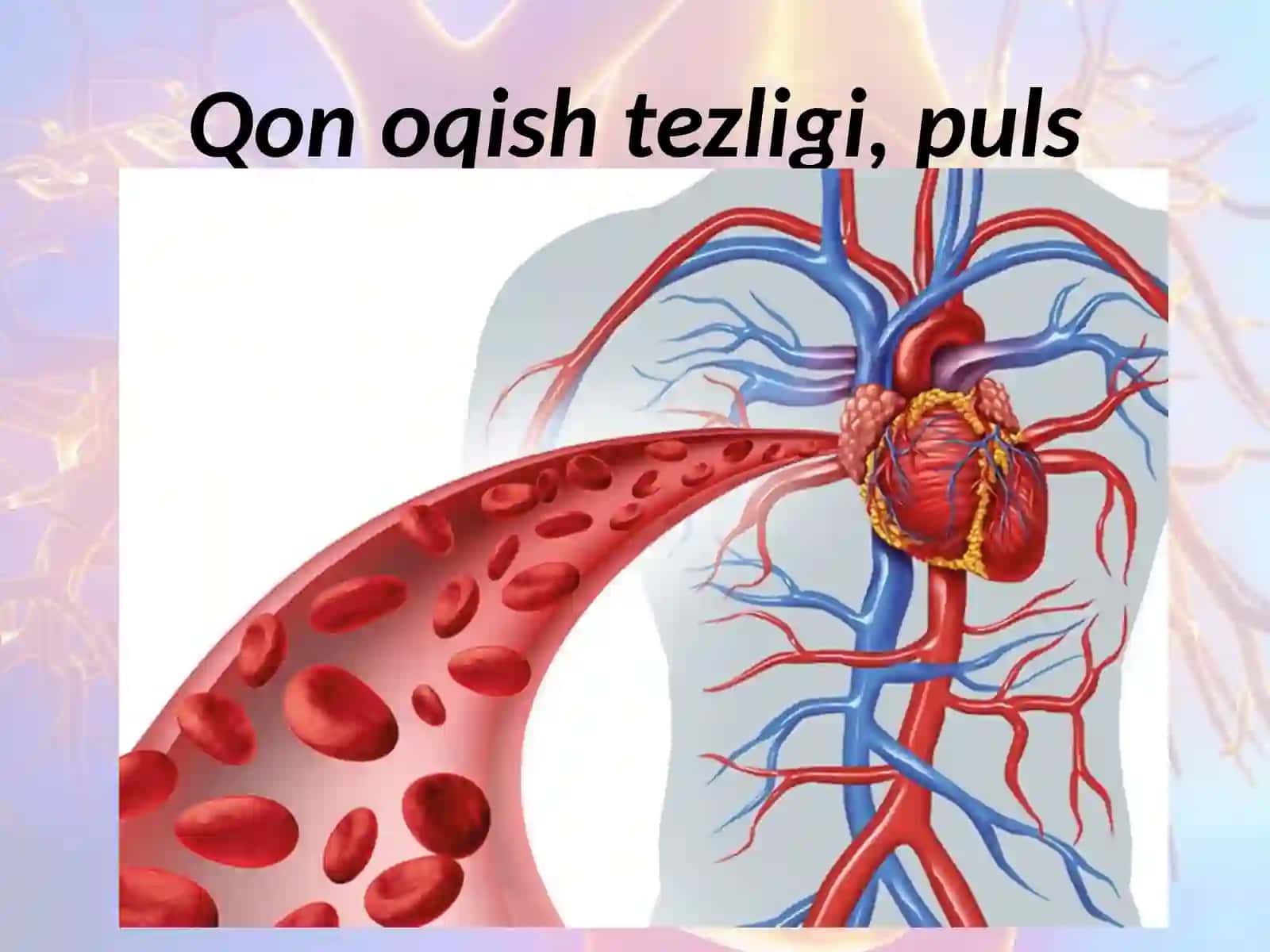 Qonning tomirlar bo‘ylab harakatlanishi 2