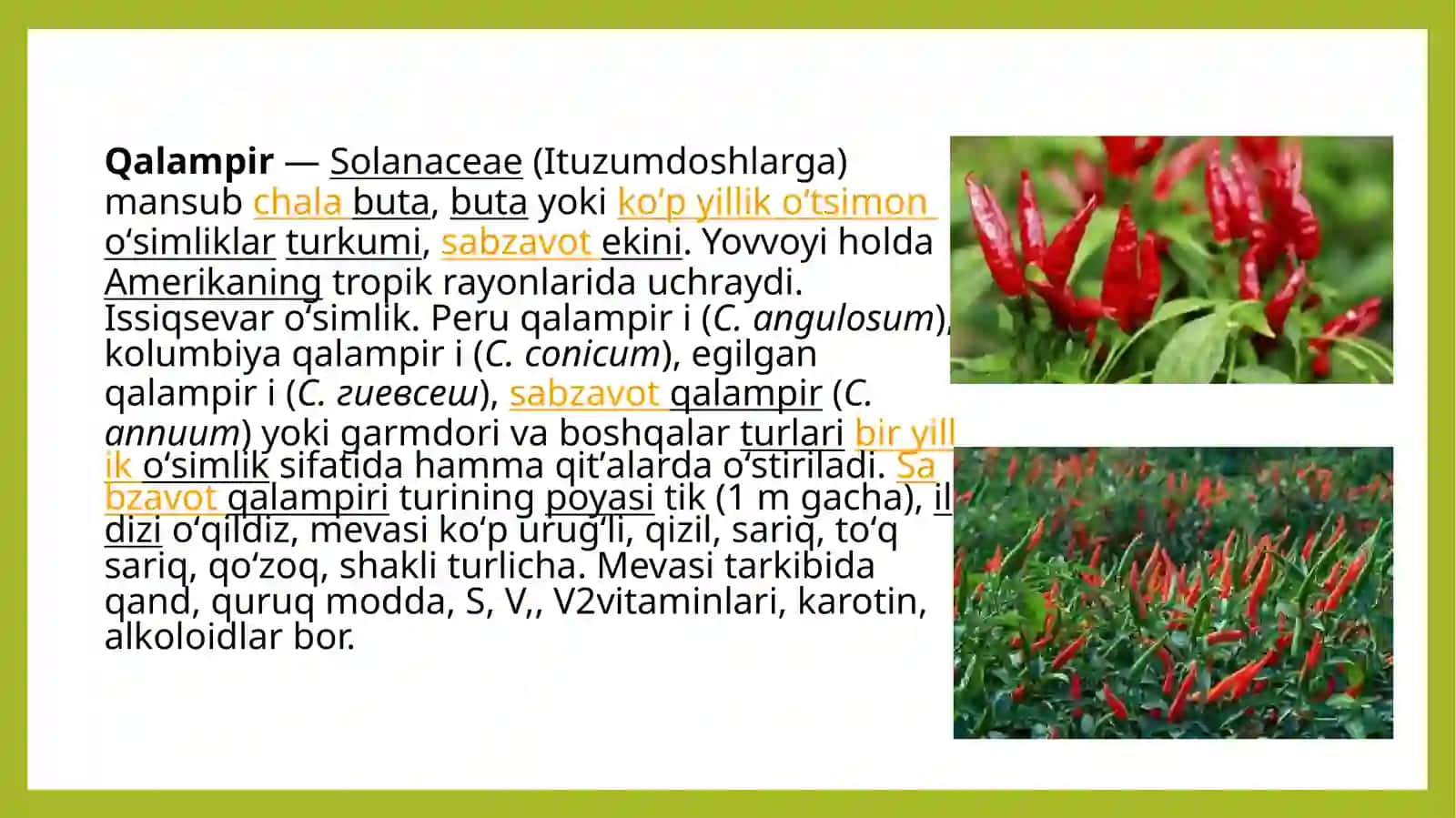 Qalampir o’simligining dorivorligi va yetishtirish texnologiyasi 2