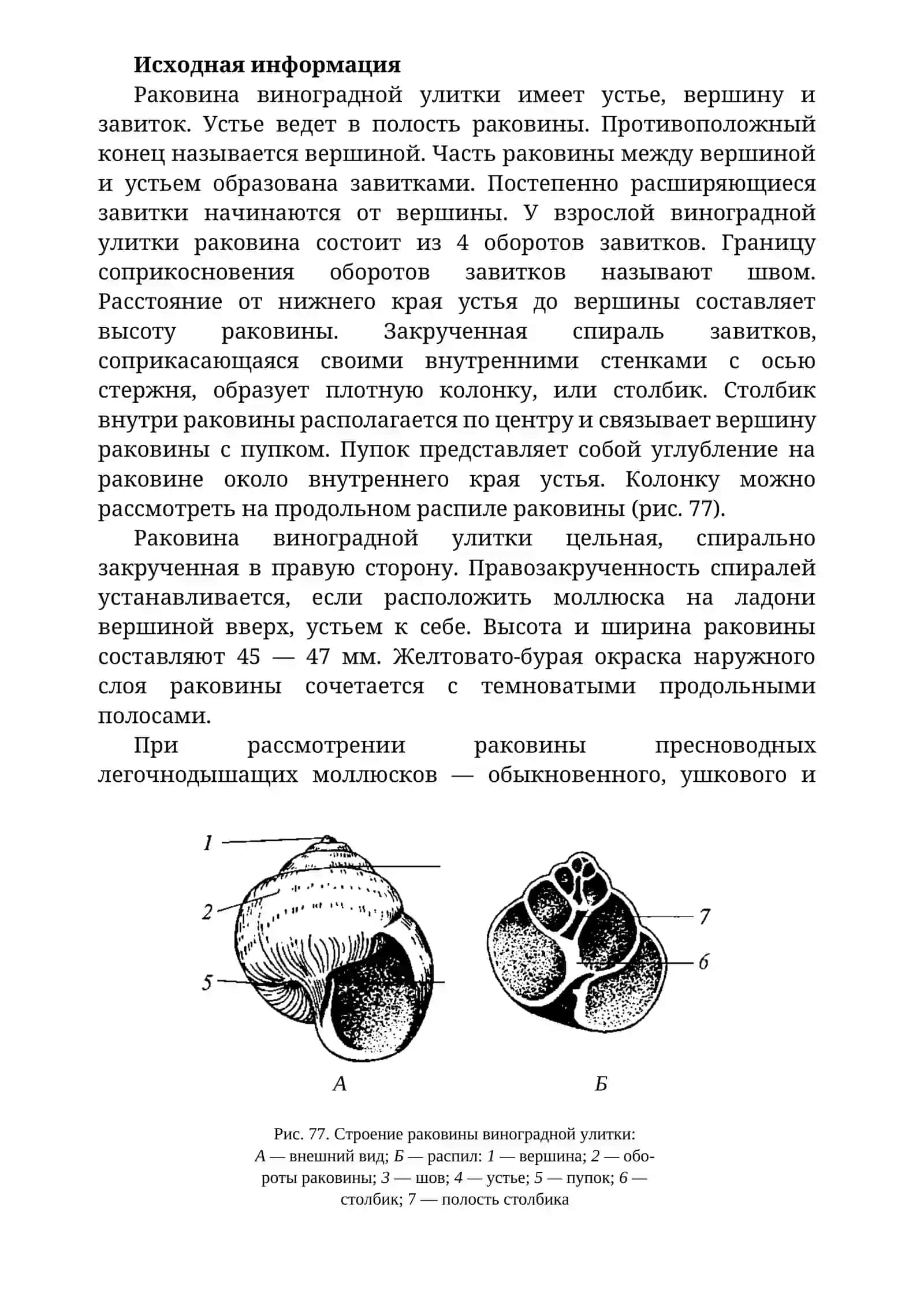 ОСОБЕННОСТИ СТРОЕНИЯ БРЮХОНОГИХ МОЛЛЮСКОВ 2