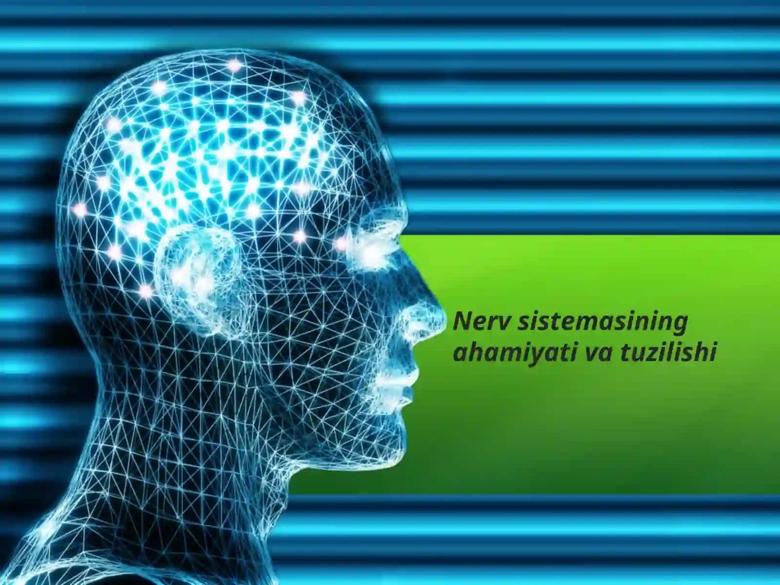 Nerv sistemasining ahamiyati va tuzilishi 2