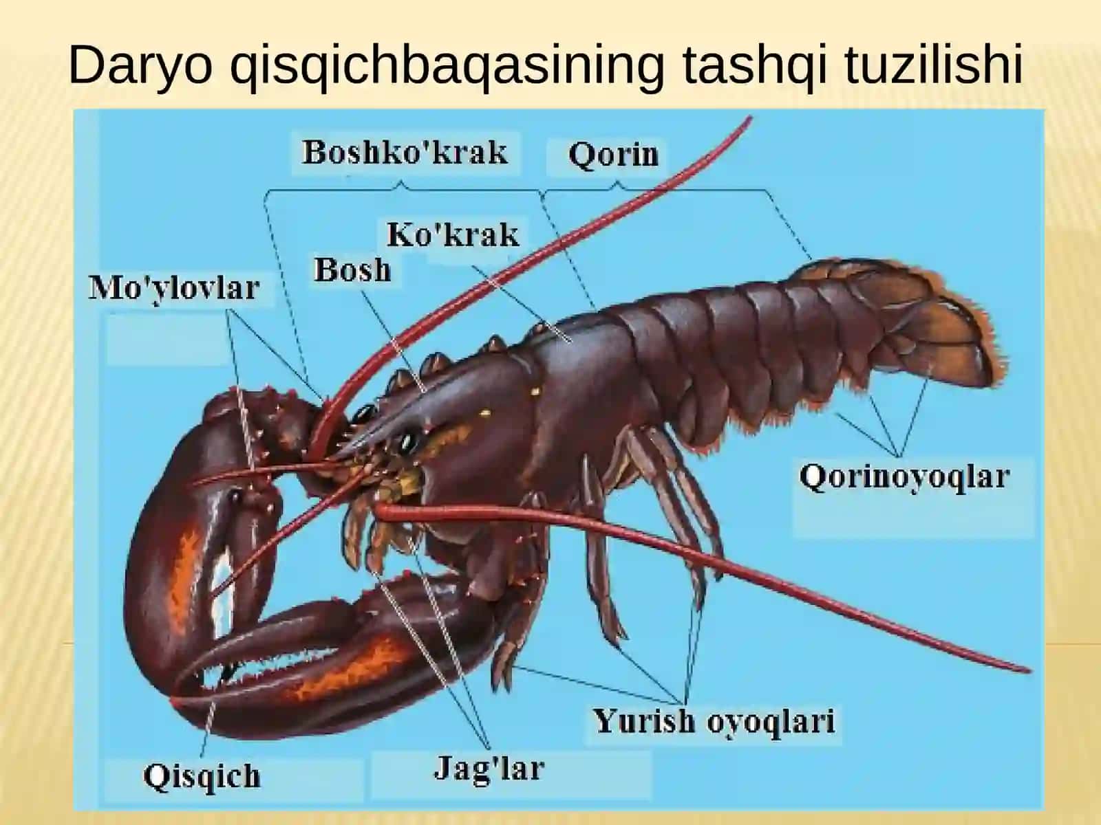 Qisqichbaqasimonlar kenjatipi-Crustacea 2