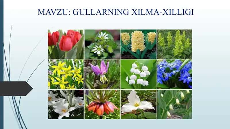 Gullarning xilma-xilligi 2