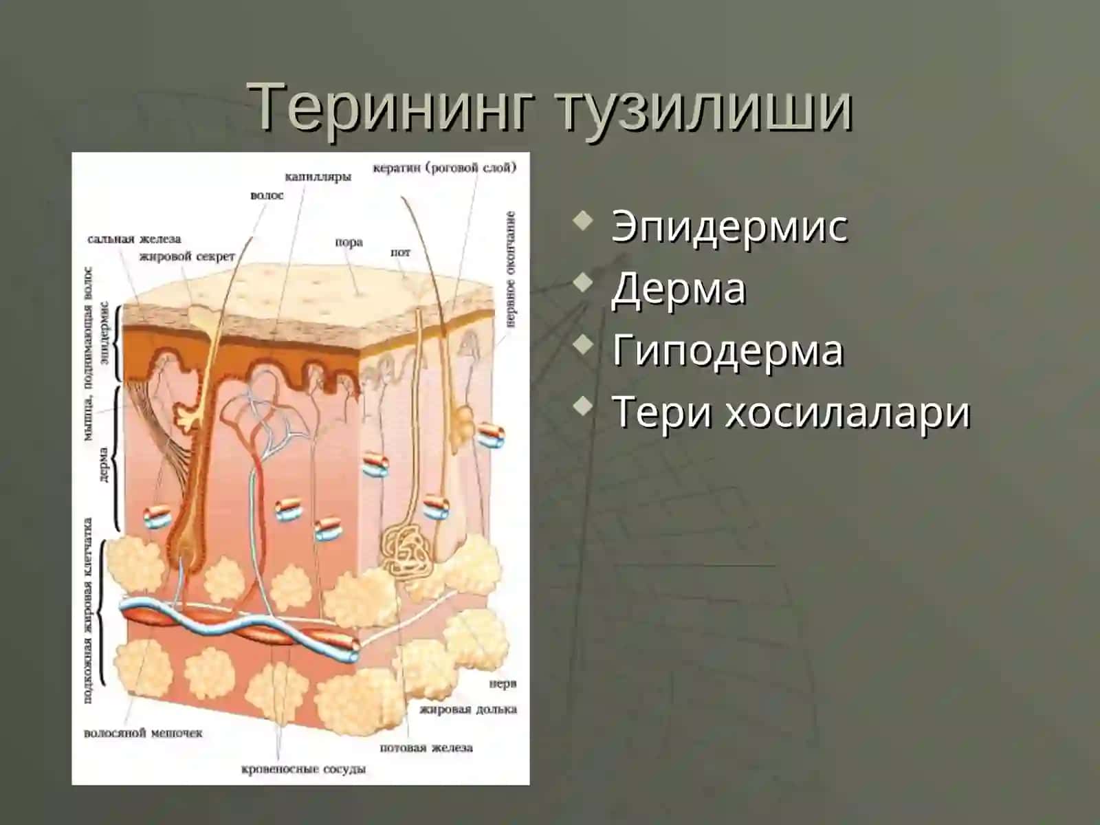 ДЕРМАТОЗЛАРНИ УМУМИЙ КЛИНИК БЕЛГИЛАРИ ВА ПАТОМОФОЛОГИЯСИ. ТЕРИ ВА ШИЛЛИК КАВАТНИНГ АНАТОМИЯСИ 2