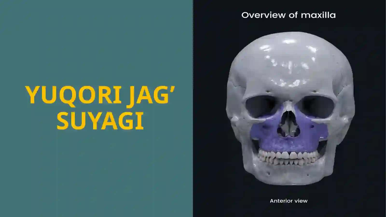 KALLANING YUZ QISMI SUYAKLARI 2