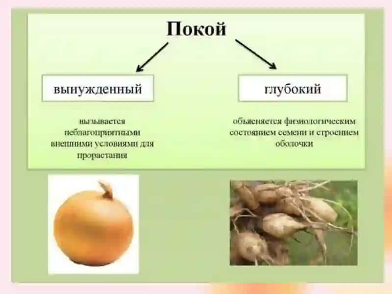 ФИЗИОЛОГИЧЕСКИЕ ОСНОВЫПОКОЯ РАСТЕНИЯ 2