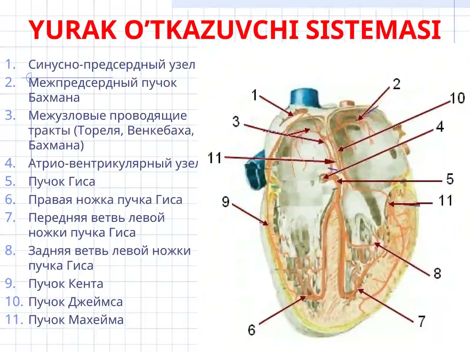 Yurak ritmining buzilishlari 2