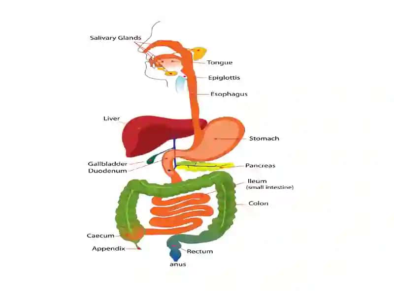 The digestive process (anatomy and physiology) 2