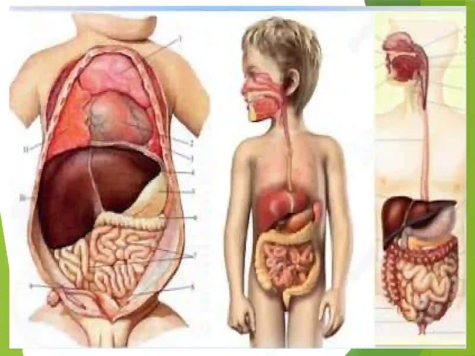 Ovqat hazm qilish tizimi fiziologiyasining yosh xususiyatlari 2