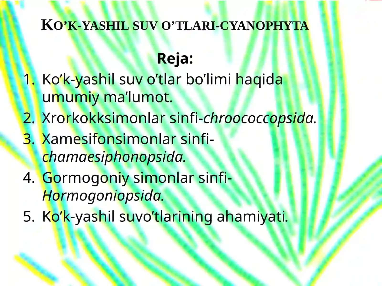 Ko’k-yashil va qizil suv o’tlari bo’limi 2