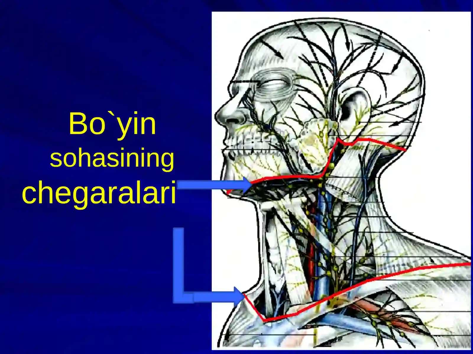 Bo‘yin soxasining jarrohlik anatomiyasi: soxalarga bo‘linishi, qavatma–qavat topografiyasi, Shevkunenko bo‘yicha bo‘yin fassiyalari, fassiyalararo bo‘shliqlari va ularning amaliy ahamiyati 2