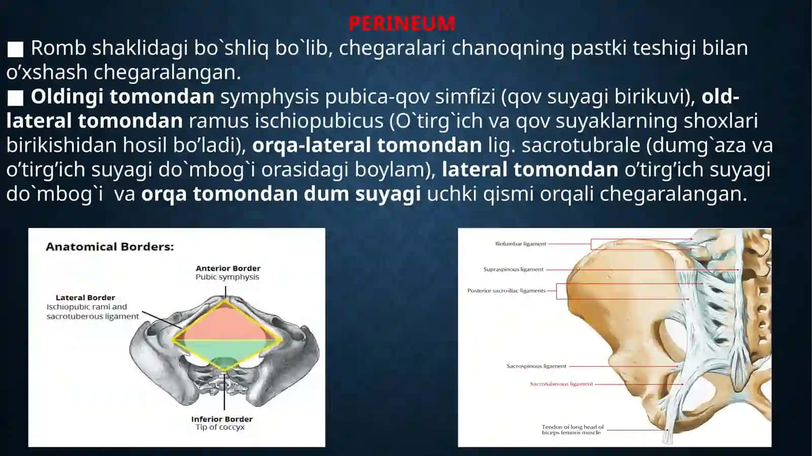 Perineum 2