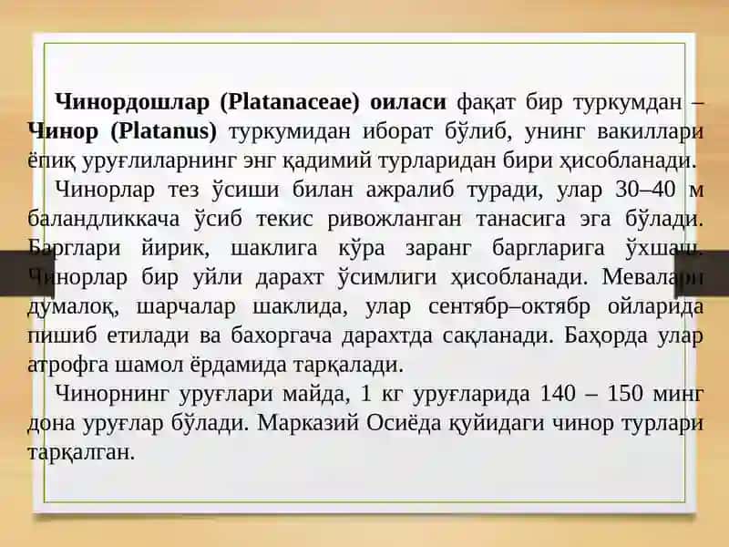 Чинордошлар- PLATANACEAE (платанация) ОИЛАСИ (платановые) 2