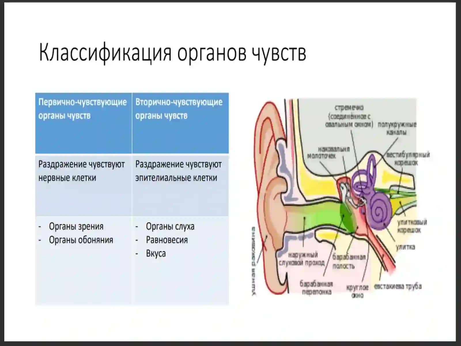 Органы слуха и равновесия 2