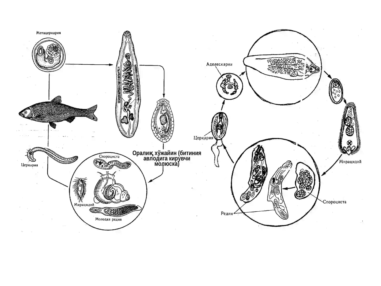 Сўрғичлилар синфи –Trematodes 2