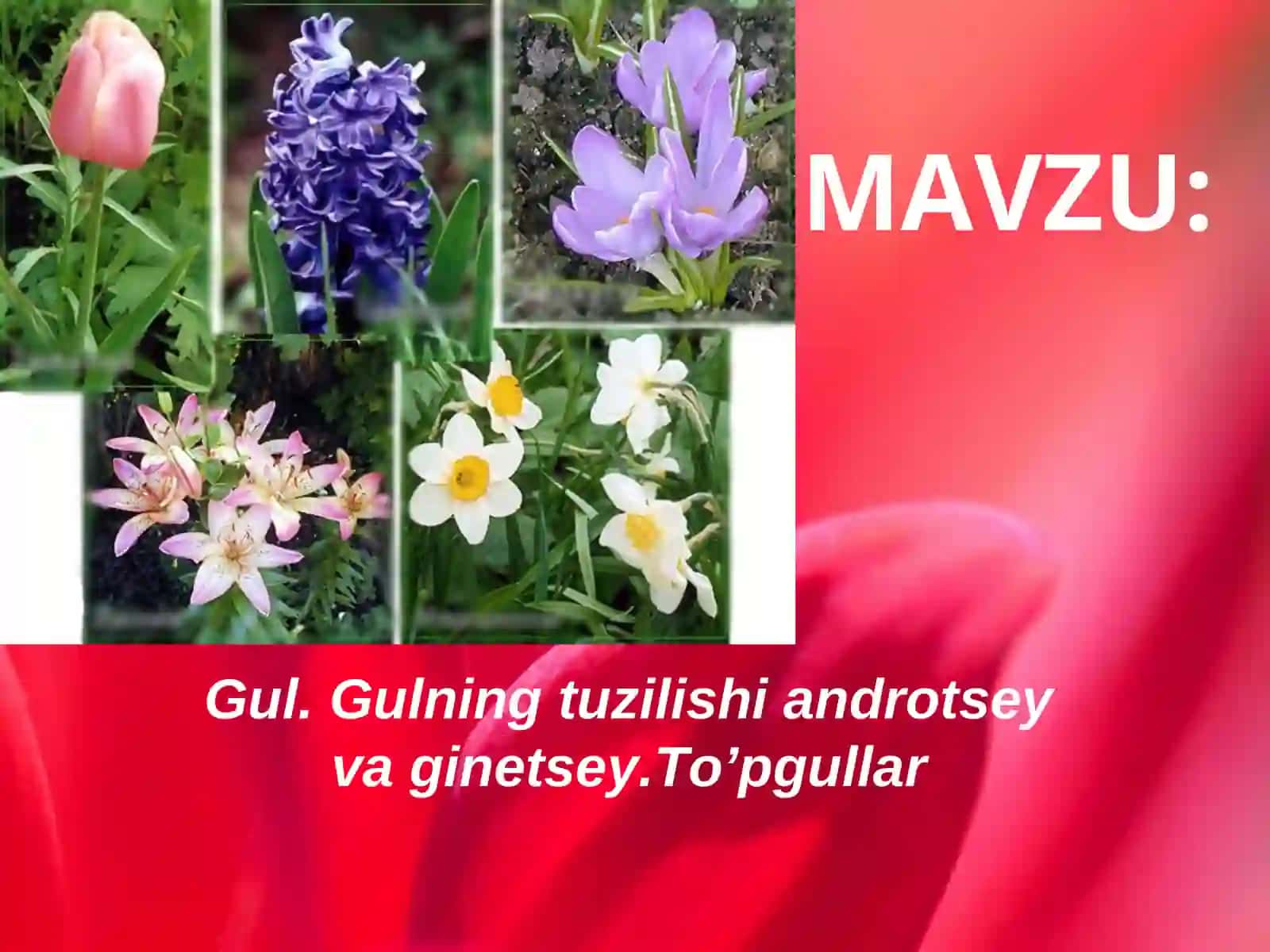 Gulning o’simlik hayotidagi ahamiyati 2