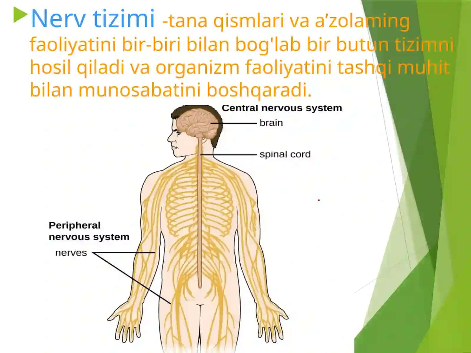 Markaziynervtizimitoʻgʻrisidagiumumiyma'lumotlar. M.N.S. filo-vaontogenezi 2