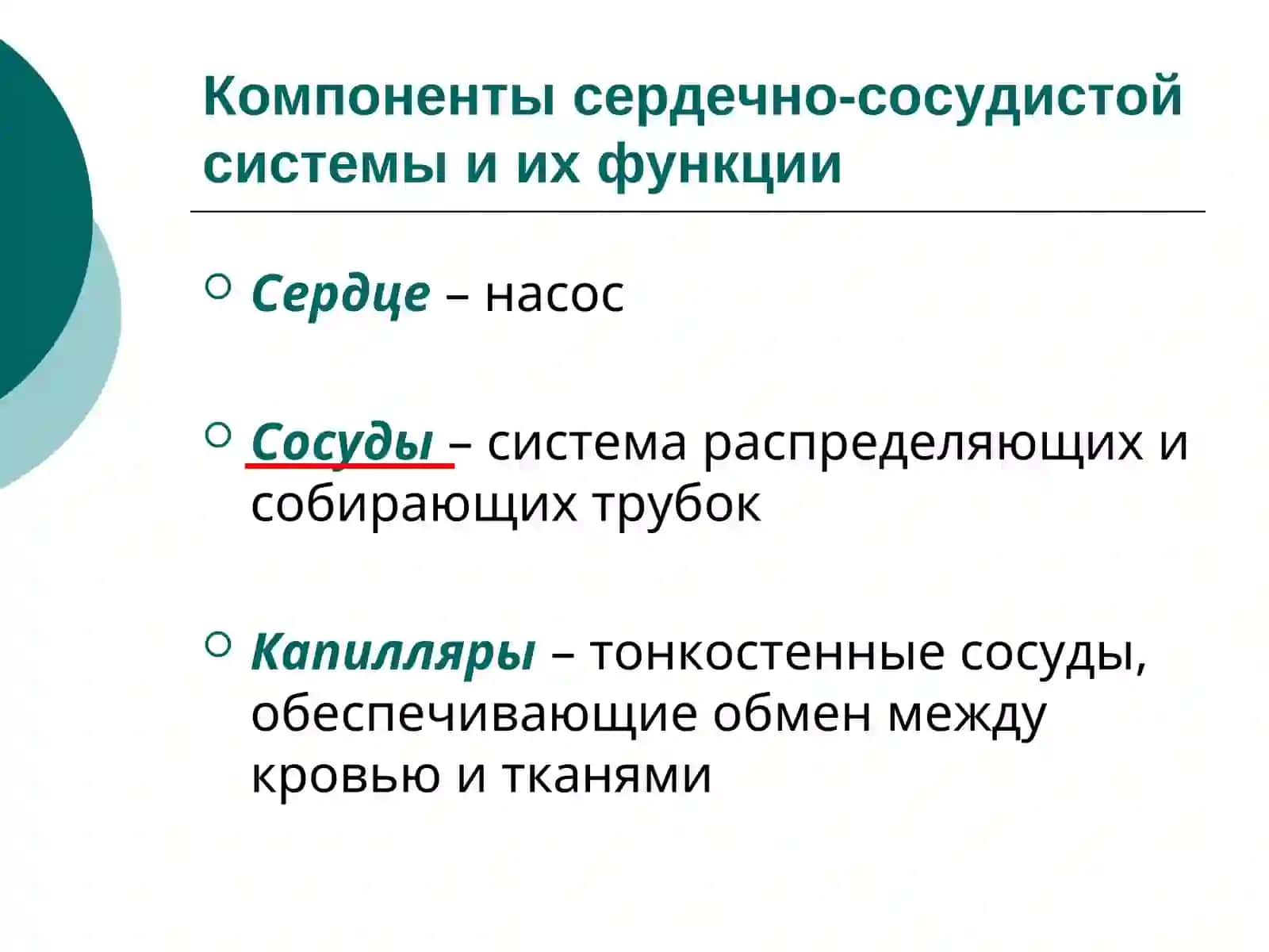 Физиология сердечно-сосудистой системы 2