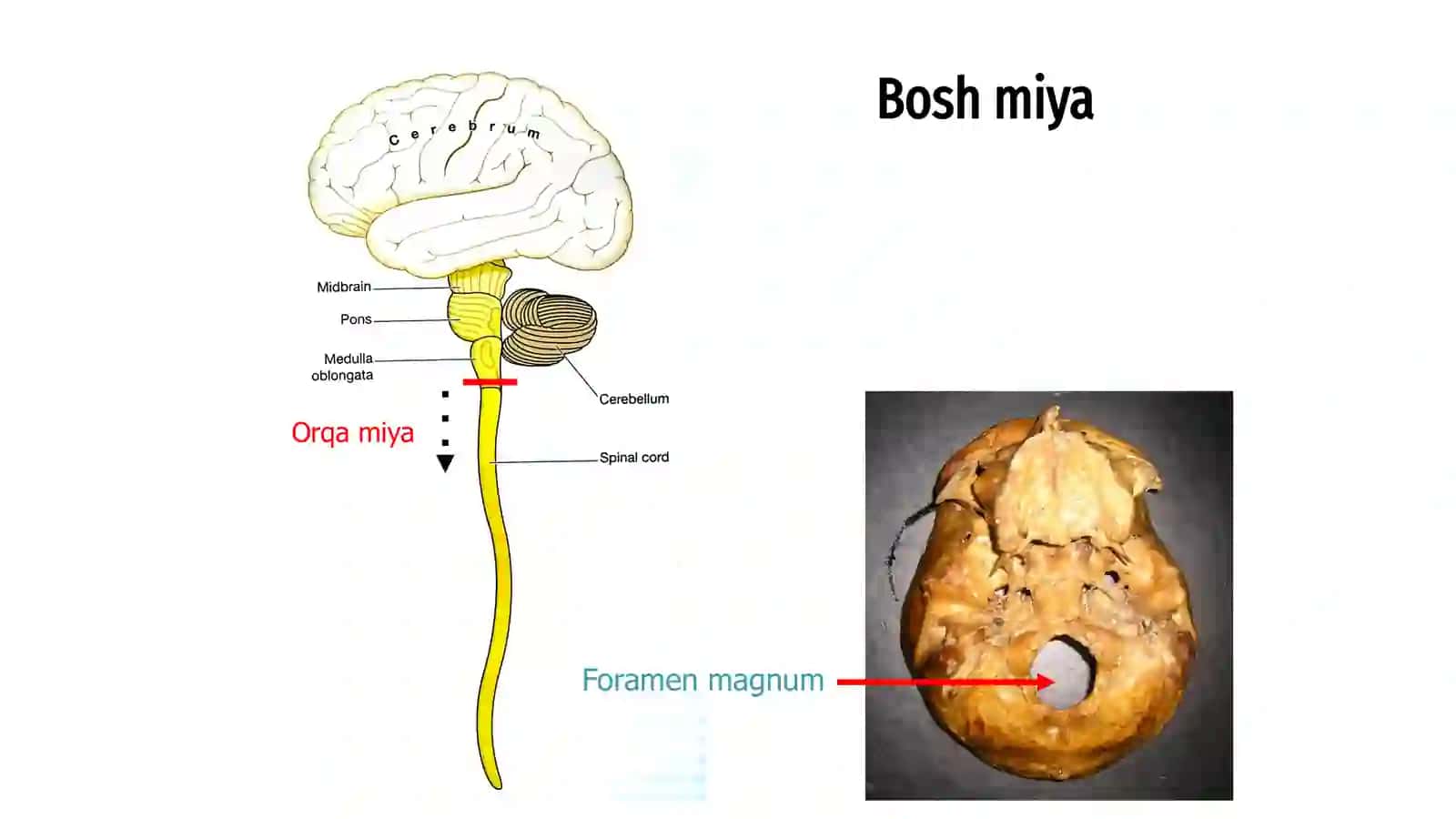Nerv tizimi, tuzilishi, fiziologiyasi 2