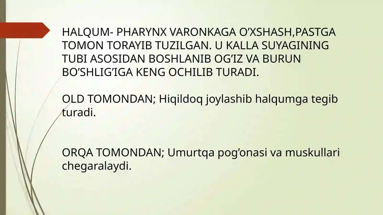 HALQUM TUZILISHI. SINOPATIYA VA SKLETOTOPIYASI 2