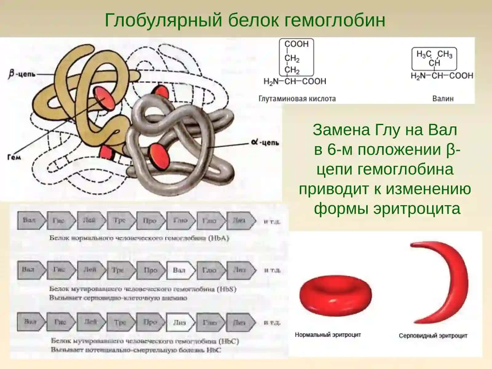 Молекулярные болезни 2