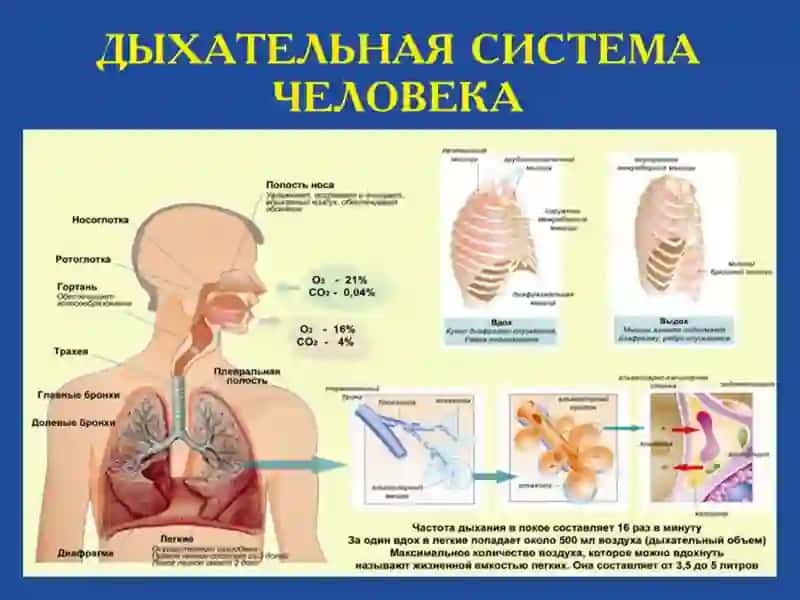 Лекарственные средства, влияющие на функции органов дыхания 2