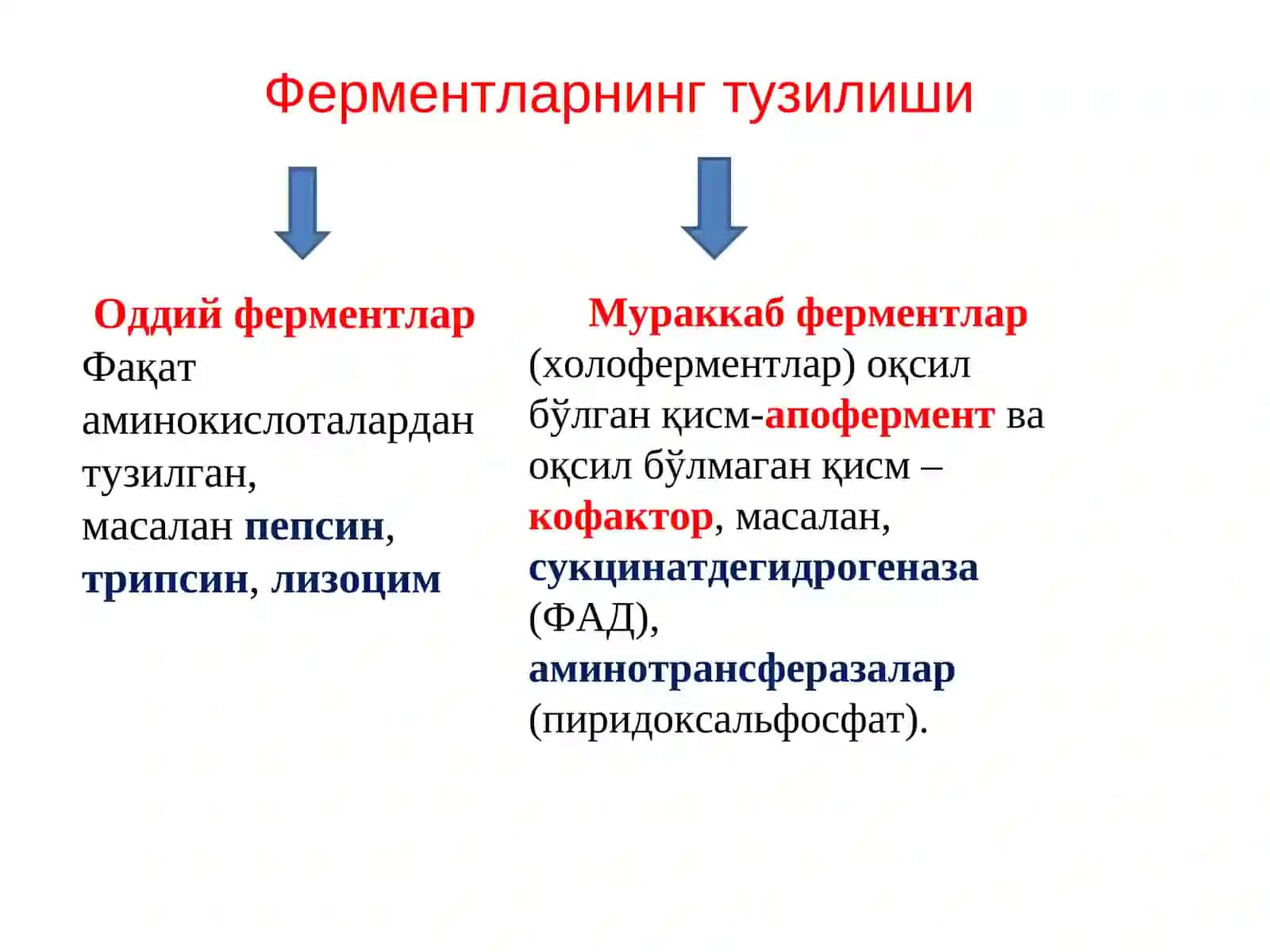 Ферментларни кимёвий таркиби, тузилиши ва вазифалари 2