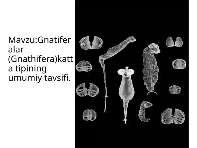 Gnatiferalar(Gnathifera) kattatipining umumiy tavsifi 2