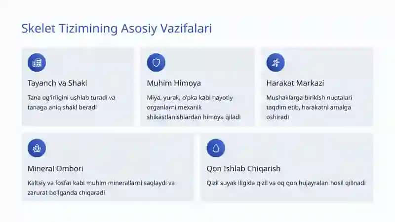 Skelet Tizimi: Inson Tanasi Asosiy Qo'llab-quvvatlovchi Tuzilishi 2