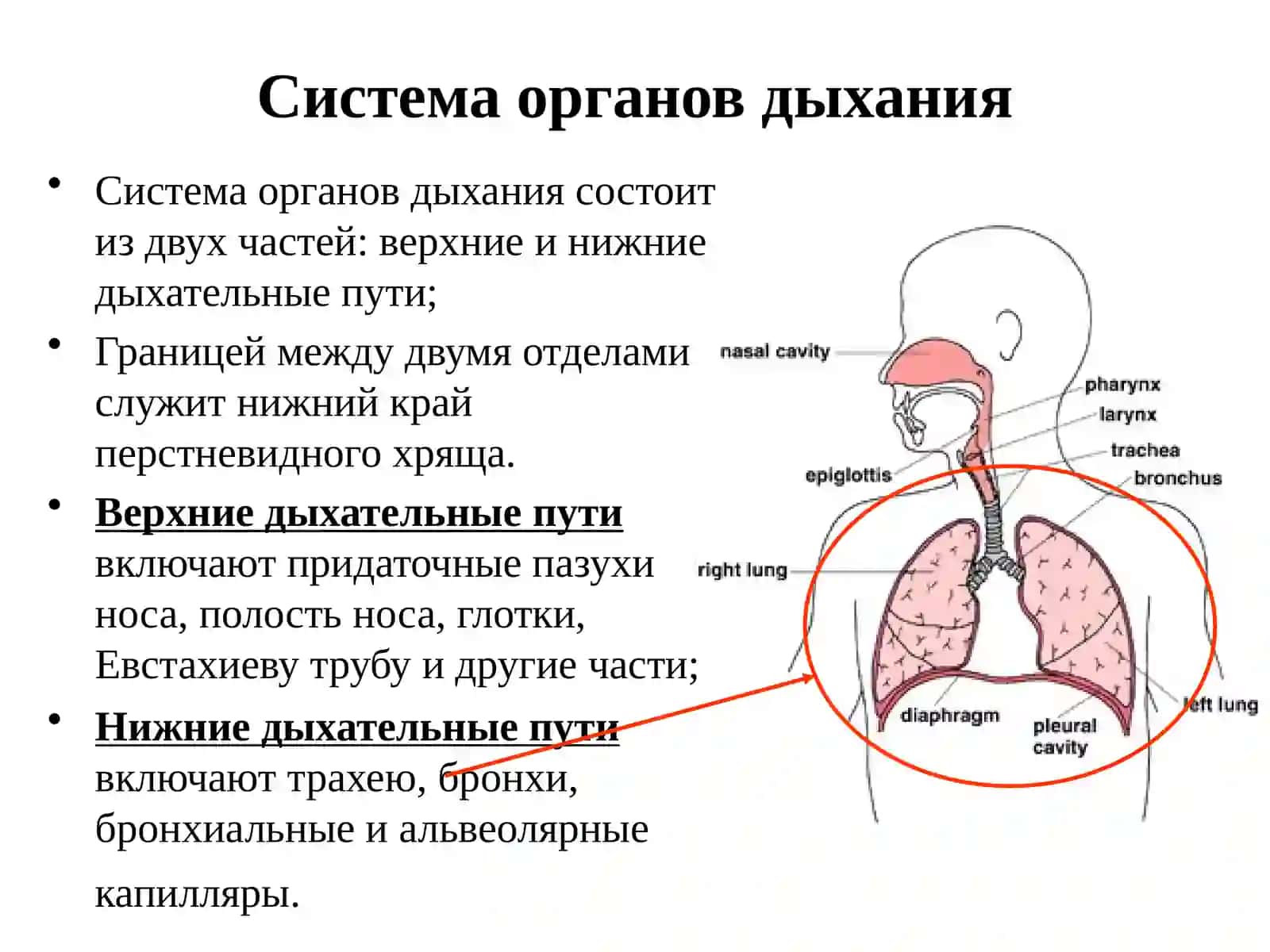 Анатомо-физиологические особенности органов дыхания у детей 2