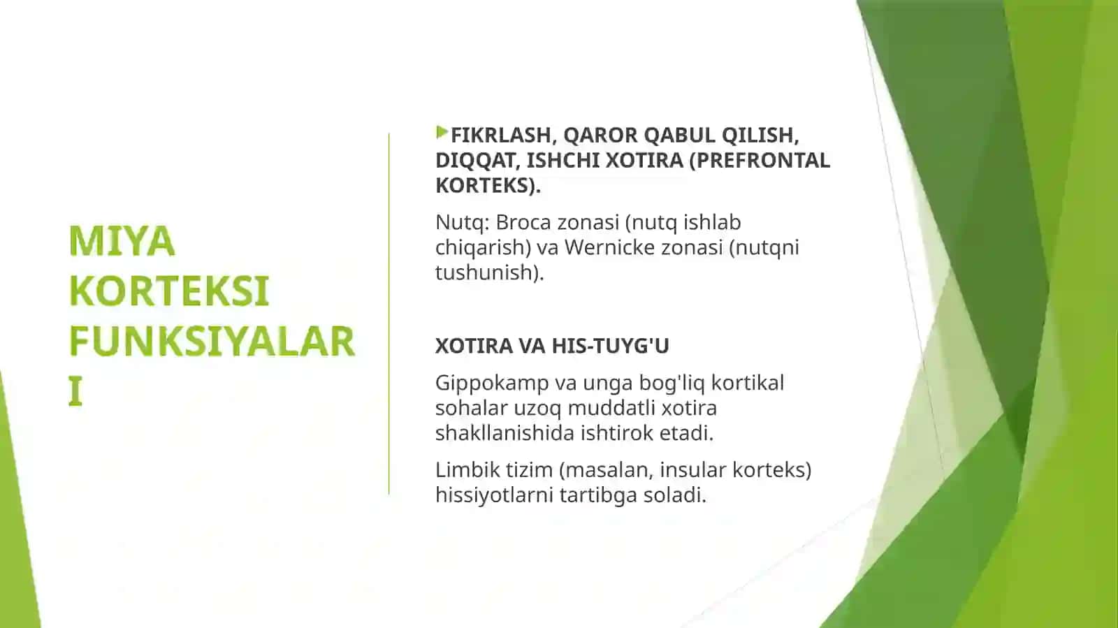 Miya yarimsharlari po'stlog'i 2