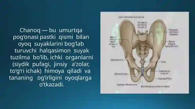 Chanoq SohasiningCHANOQ SOHASINING TUZILISHI MUSKULLARI VA NERVLAR BILAN TAMINLANISHI. BOLDIR SOHALARI. BOLDIR-TO'PIQ SOHASI, OYOQ PANJASI KLINIK ANATOMIYASI. SON SUYAGINING KLINIK ANATOMIYASI Tuzilishi 2